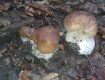 Сезон білих грибів відкрили у лісах Закарпаття