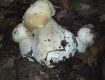 Сезон білих грибів відкрили у лісах Закарпаття