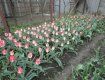 Закарпатець вирощує близько 5 тисяч квітів, серед яких – більше сотні видів тюльпанів