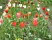 Закарпатець вирощує близько 5 тисяч квітів, серед яких – більше сотні видів тюльпанів