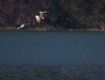 Дикие утки над Ольшанским водохранилищем