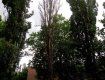 Опасные деревья могут стать трагедией детсаду Ужгорода