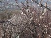Фермер из Винаградово Наталья Мартишинец опубликовала кадры с цветущими абрикосами