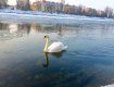Белого лебедя часто можно увидеть плавающим на Уже в Ужгороде