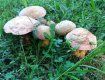 Ліси Закарпатті після дощів переповнені справжніми білими грибами