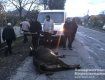 Авто смертельно збило корову на Виноградівщині