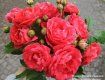 В Ужгороді квітують троянди — рожеві, бордові, червоні