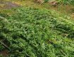 Поліція Закарпаття знищує марихуану на полях місцевої наркомафії