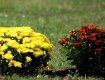 Ужгород продовжує розквітати різнокольоровими хризантемами