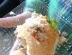 Ужгородский "Вопак" продает гамбургеры с тараканами