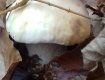 Листопадові гриби Закарпаття — дивіться, які красені