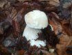 Майже середина грудня, а в лісах Закарпаття ще повно грибів