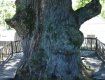 В екзотичній місцині на Закарпатті зростає 250 рідкісних видів дерев