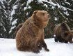 В Закарпатье более десяти бурых медведей проспали всю зиму 