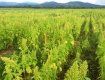 Закарпатский фермер выращивает для Европы эко-продукты