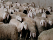Австрийцы передали в Закарпатье овец и баранов