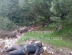 На границе в реке Тиса обнаружили 30 и 31 мертвых уклонистов