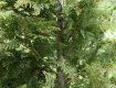Ужгородские чиновники сажали экзотические деревья