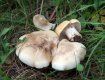 В некоторых районах Закарпатья открыли сезон грибов