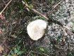 В Закарпатье паскуда заплатит нехилый ущерб за срубленные деревья 