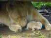 В зоопарке Ньиредьхазы родился белый львёнок
