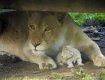 В зоопарке Ньиредьхазы родился белый львёнок