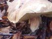 В Закарпатье под конец осени находят грибы-гиганты 