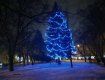 В Ужгороде на площади Петефи засияла новогодняя елка