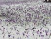 На конце марта Закарпатье засыпало снегом 