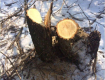 Закарпатские пограничники выявили факт вырубки деревьев на границе