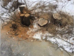 Закарпатские пограничники выявили факт вырубки деревьев на границе