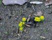 В Ужгороде распустились первые весенние цветы