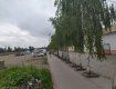 Закарпатье. В городе Виноградово - самая длинная в Украине березовая аллея