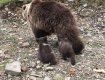 В Национальном парке "Синевир" родились маленькие медвежата