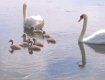 На ужгородских "черных озерах" можно увидеть маленьких лебедят