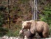 Буба и медвежонок