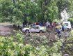 В Виноградово дерево упало на автомобиль с женщиной-водителем