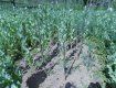 Закарпатцы незаконно выращивают наркотические растения