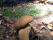В Закарпатье аномальный урожай грибов