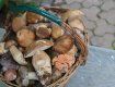 Закарпатье поражает богатым предложением грибов на местных рынках — на любой вкус! (ФОТО)
