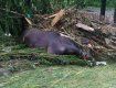 В Закарпатье без вести исчез местный житель, спасая коня: Родные не надеются найти его живого