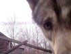 Любознательный волк заглядывает в камеру фотографа, село Оревичи, Беларусь
