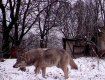 Волк прогуливается. 30 км от Чернобыля, село Оревичи, Беларусь