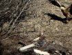 Беркут приближается к останкам лося. Село Бабчин, Беларусь
