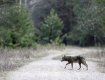 Волк прогуливается лесом. Село Бабчин, Беларусь