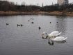 Теплая зима: На ужгородскую Кирпчку вернулись птицы