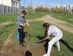 В Ужгороде на "Кирпичке" высадили десятки молодых деревьев