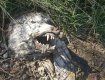 В Ужгороде под мостом обнаружили мертвого волка