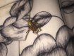 Опасные пауки все чаще кусают ужгородцев