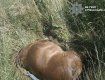 В ДТП погиб мужчина и лошадь
